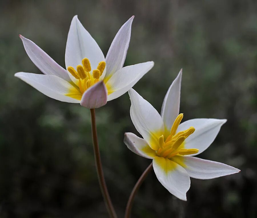 Тюльпан двуцветковый. Тюльпан двуцветковый Tulipa biflora. Тюльпан Коктебельский. Тюльпан двухцветковый Крым.