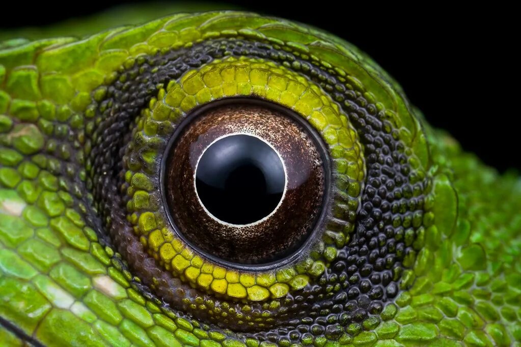 Какой элемент инфраглаза змеи выполняет. Глаз рептилии. Глаз ящерицы. Зрачок рептилии. Глаз ящера.