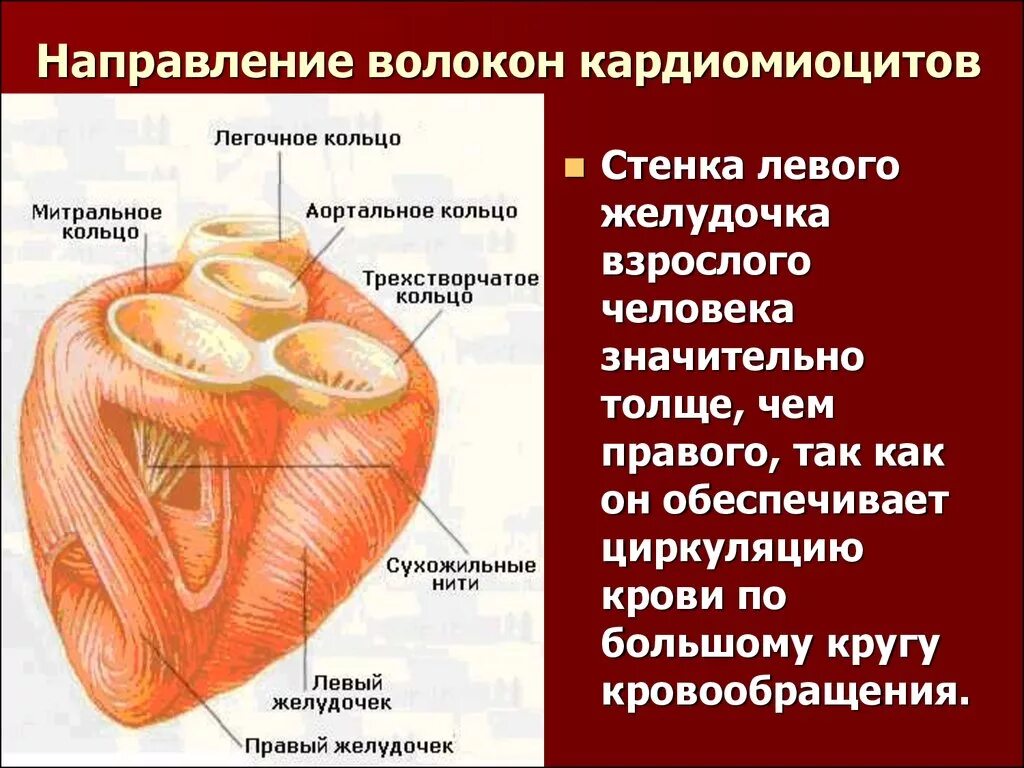 Тип клеток сердца. Кардиомиоцит гистология миокард. стенка сердца. проводящие сердечные кардиомиоциты гистология. типы кардиомиоцитов сердца. атипичные секреторные кардиомиоциты.