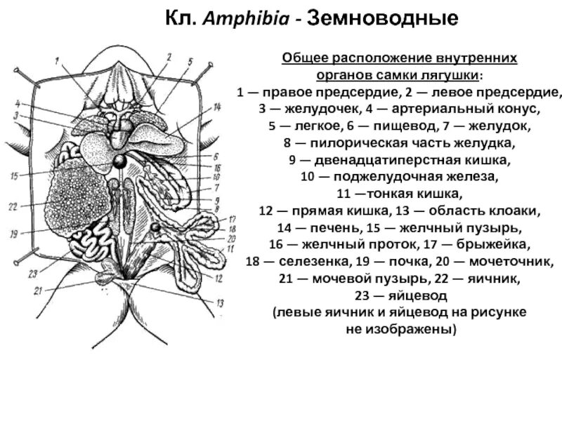 Деятельность внутренних органов лягушки. Внутреннее строение земноводного. рис 56 внутреннее строение земноводного. вскрытая лягушка строение. внутреннее строение лягушки самца.
