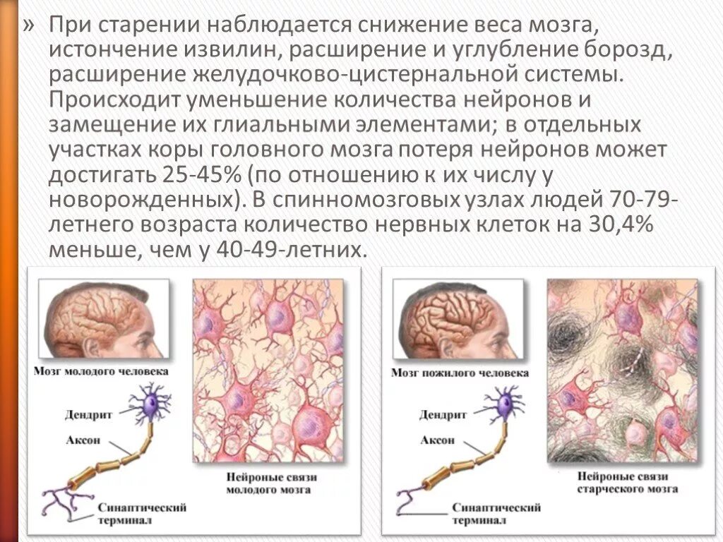 Субатрофические изменения мозга. Возрастные изменения ЦНС В процессе старения. Клетки мозга в старости. Уменьшение количества нервных клеток. Изменения нервной системы.