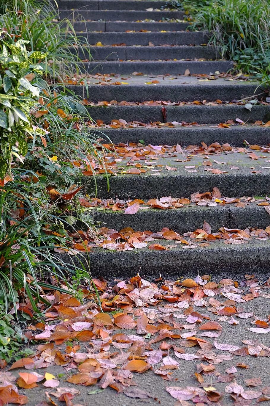 Stepped fall. Лист для ступенек. Осень ступени. Лестница листья осень. Осень цветы на ступеньках.