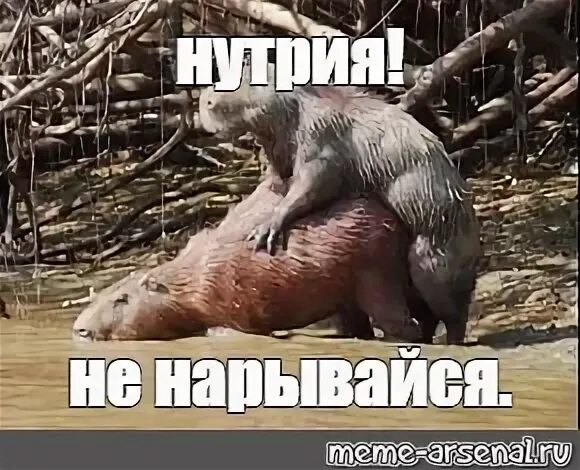 Китайский бобр мем