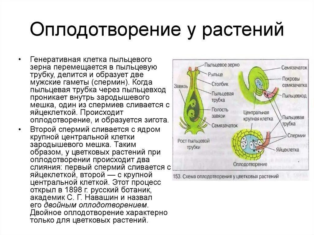 Способы генеративного размножения