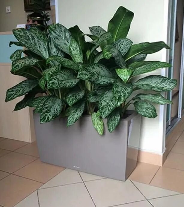 5 Low-Light Houseplants You Need in Your Life & Your Home Houseplants low light,