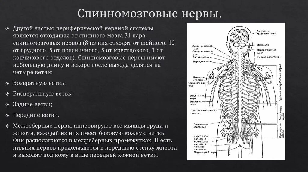 От спинного мозга отходит пара. Периферическая нервная система спинной мозг нервы. периферическая нервная система строение ветви спинномозговых нервов. шейный отдел спинного мозга иннервирует. спинномозговые нервы в нервной системе.