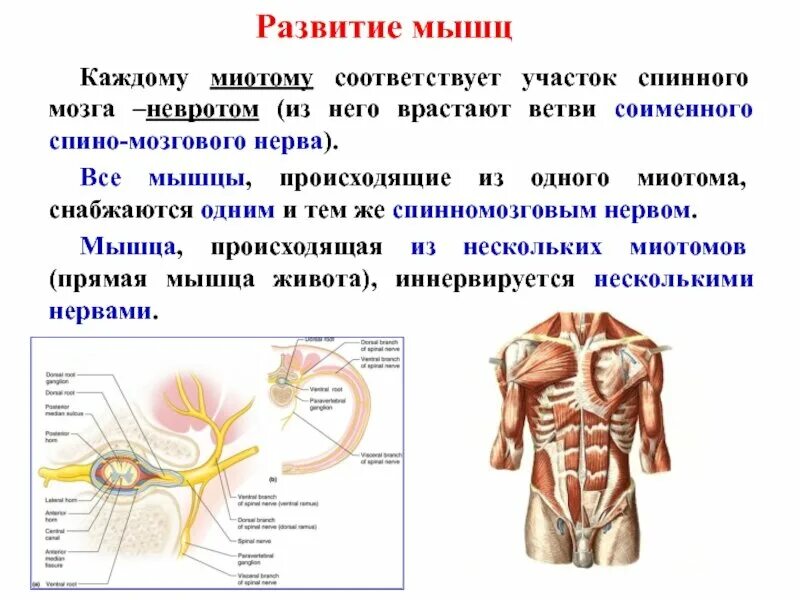 Формирование мышц. Развитие мышечной системы. мышцы кратко. развитие мускулатуры.