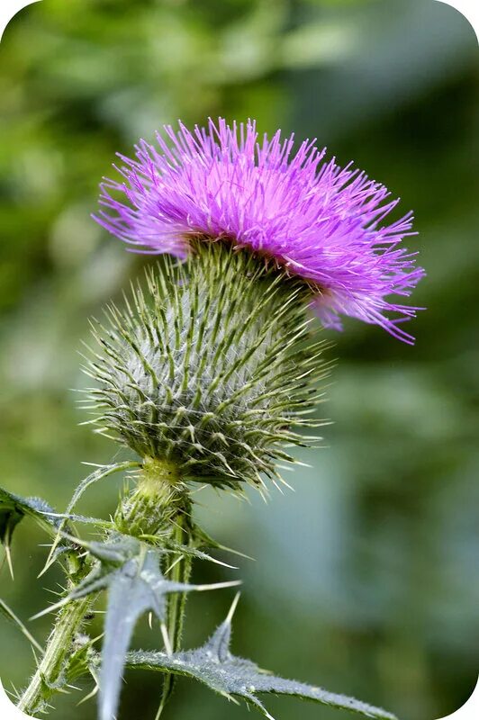 Бодяк разнолистный. Колючее растение 6 букв. Татарник чертополох. Татарник чертополох. Татарник.