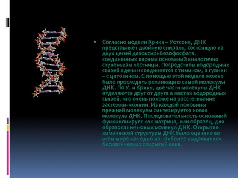 Модель молекулы ДНК Уотсона и крика. Двойная спираль ДНК Уотсона и крика. Вторичная структура ДНК модель Уотсона и крика. Структура ДНК по Уотсону и крику.