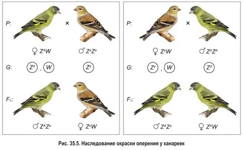 У канареек наличие хохолка доминантный аутосомный