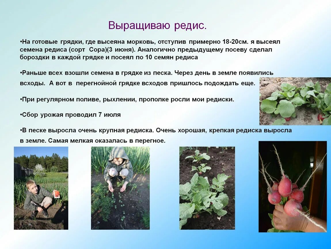 Пять мифов выросли на одной почве