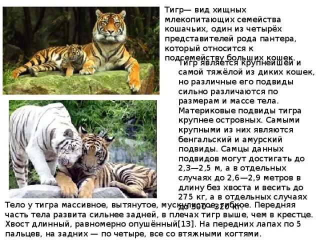 Тигр вид хищных млекопитающих семейства кошачьих. Тигр вид хищных млекопитающих семейства кошачьих один из четырёх. Тигр виды классификация. Форма тела тигра.