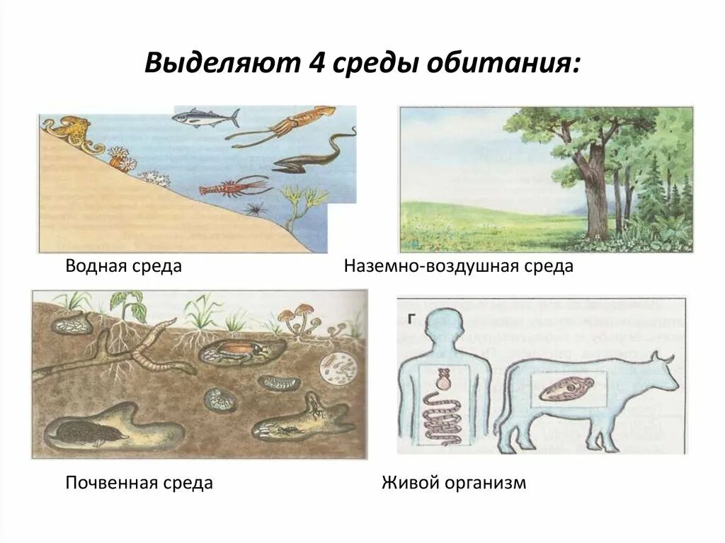 Четыре среды обитания организмов. Среда обитания водная наземно воздушная почвенная живой организм. Биология 4 среды обитания. Среда обитания наземно водных организмов. Среды обитние организмов.