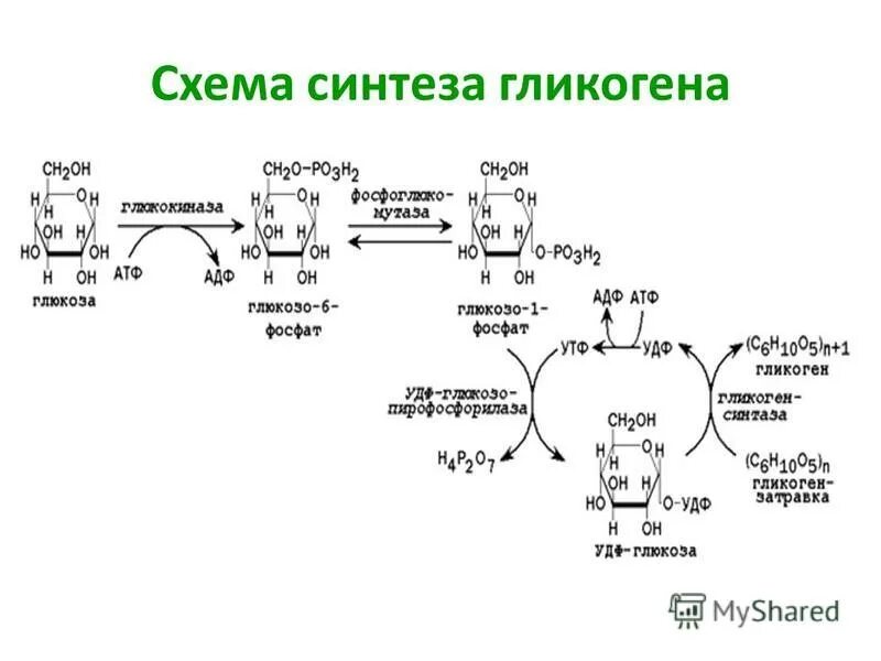 Синтез гликогена в печени. Синтез гликогена реакции. схема синтеза и распада гликогена в печени. схема расщепления гликогена. общая схема синтеза гликогена.