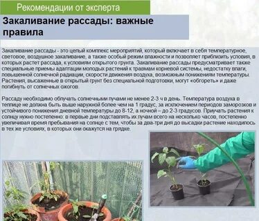 Закаливание рассады