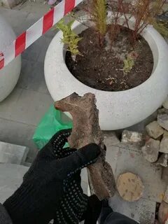 Найден белгород