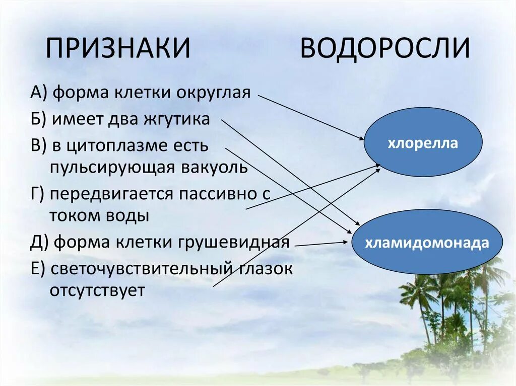 Каков основной признак водорослей. Признаки водорослей. Основные признаки водорослей. Признаки водорослей биология. Признаки водорослей и их значение.