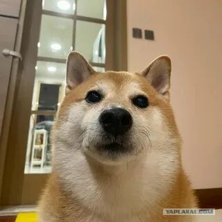 Пес мем
