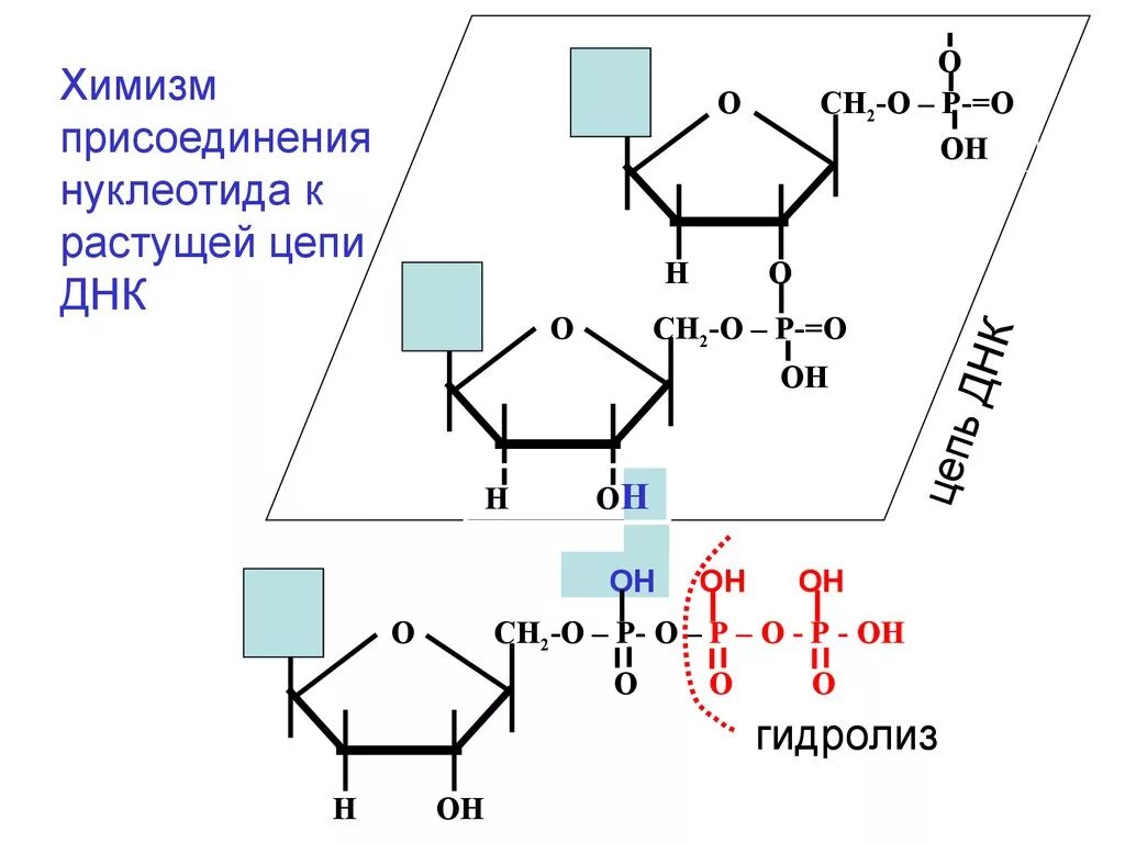 Соединение нуклеотидов днк. Реакция присоединения нуклеотидов. ДНК цепочка нуклеотидов. Репликация ДНК присоединение нуклеотидов. Присоединение нуклеотидов к растущей цепи ДНК.