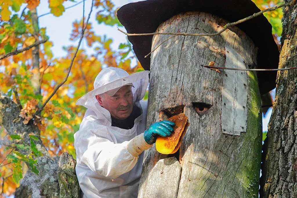 Дикий мед бортничество. Башкирский мед бортничество. Колодное бортничество. Лянге для бортничества. Башкирский бортевой мед.