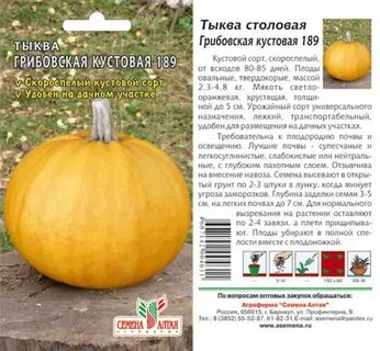 Сорта тыквы открытого грунта