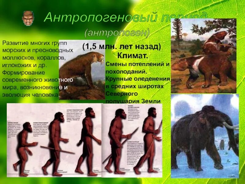 Кайнозой эра периоды. Основные события эры кайнозой. Эра кайнозой антропоген. Эра кайнозой период антропоген. Кайнозой эра таблица.