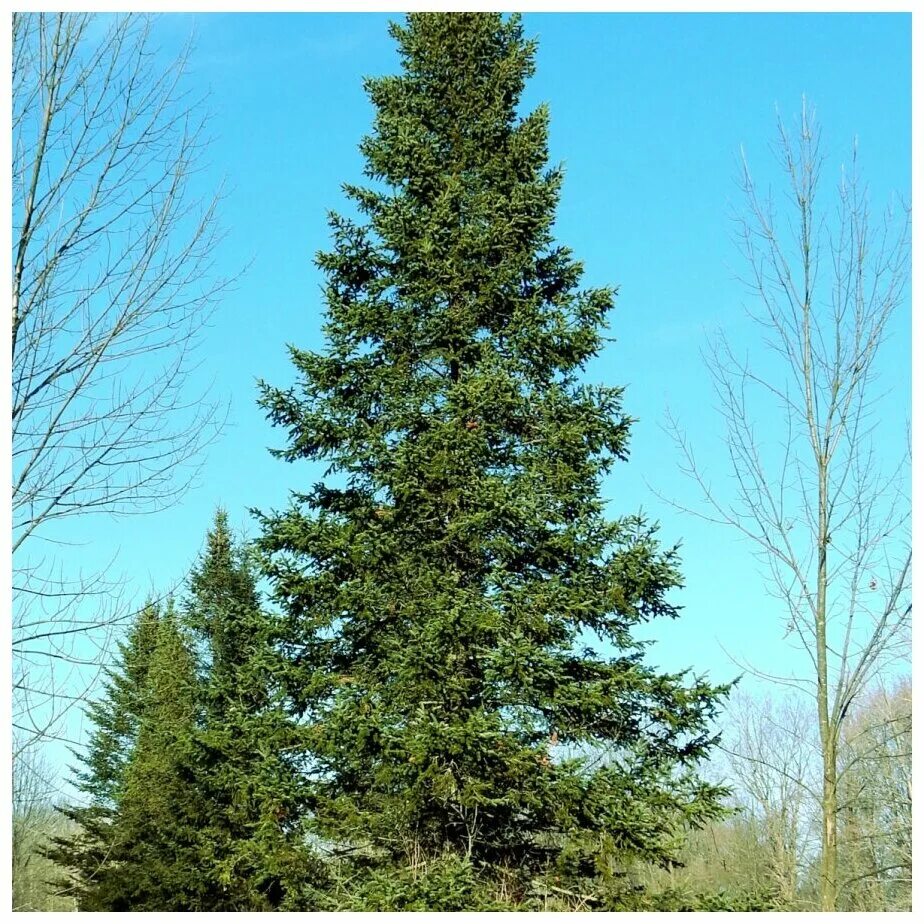 X fir. Пихта сибирская ветка. Пихта сибирская вариегата. Пихта нумидийская. X fir.