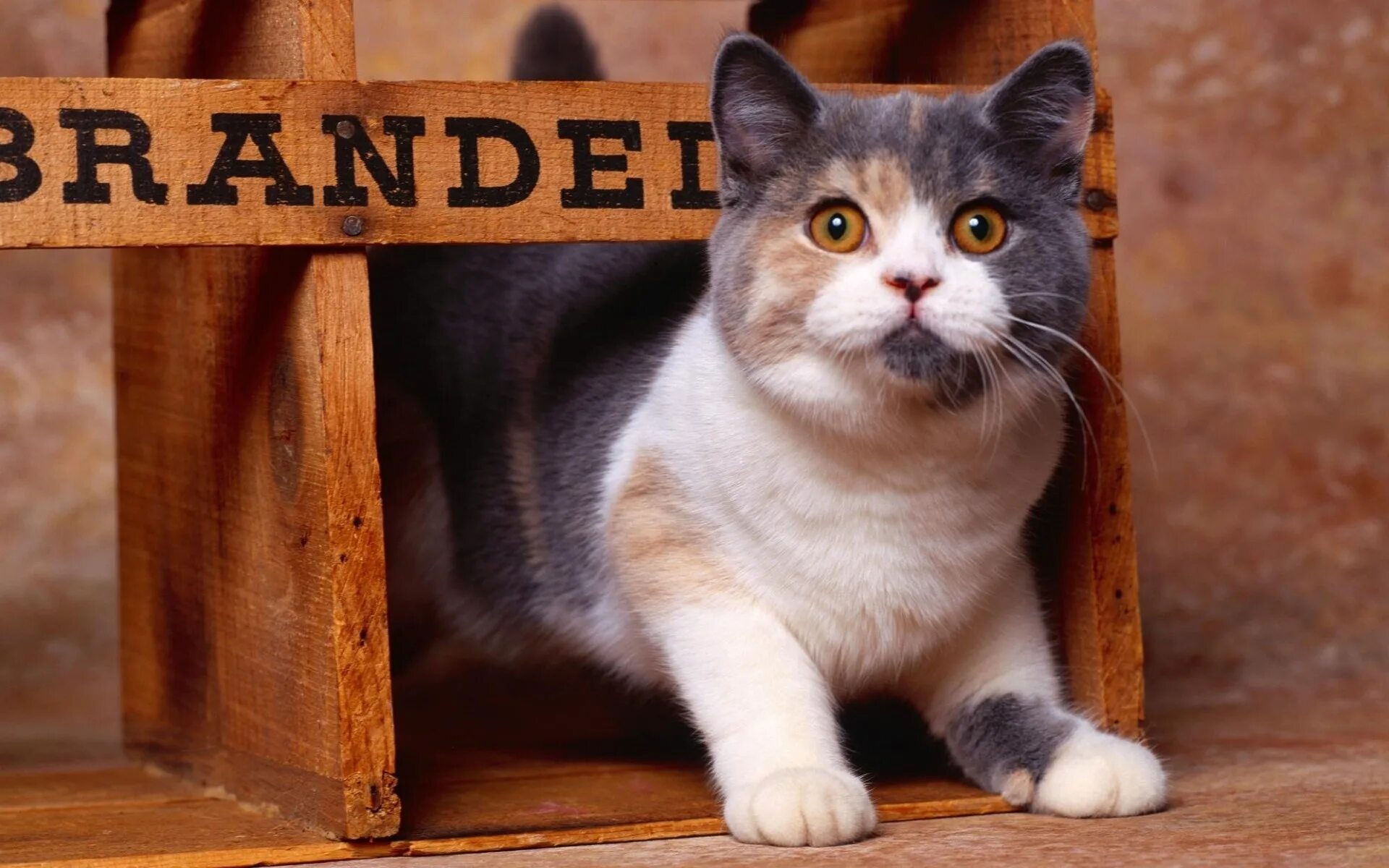 Cat org