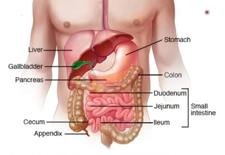 Digestive Organs. Тонкий кишечник и печень