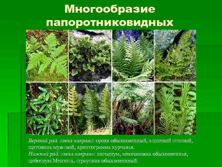 Какой тип питания характерен для орляка обыкновенного. Классификация папоротника орляка. Таксон папоротниковые и Папоротниковидные. Систематика папоротника орляка. Отдел Папоротниковидные представители.