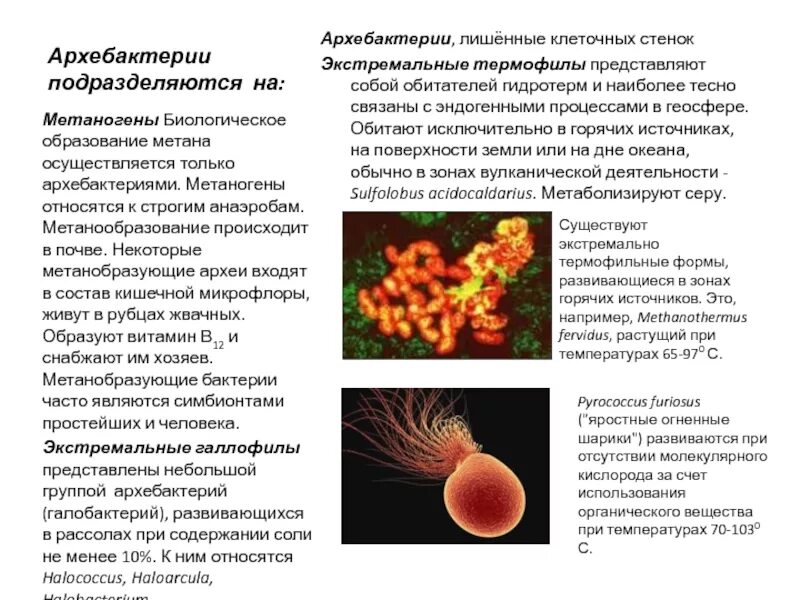 Археи термофилы. Архебактерии термоацидофилы. Строение клеточной стенки архебактерий. Тип питания архебактерий. При резких изменениях температуры бактериальная клетка образует