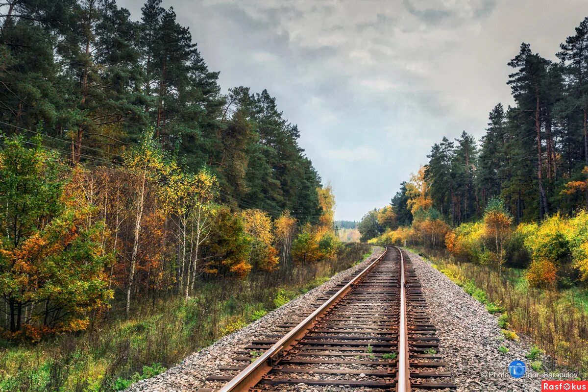 ж д лесу. станция белокаменная лосиный остров. ж д лесу. алишаньская лесная железная дорога. одноколейка железная дорога лес сергиев посад.
