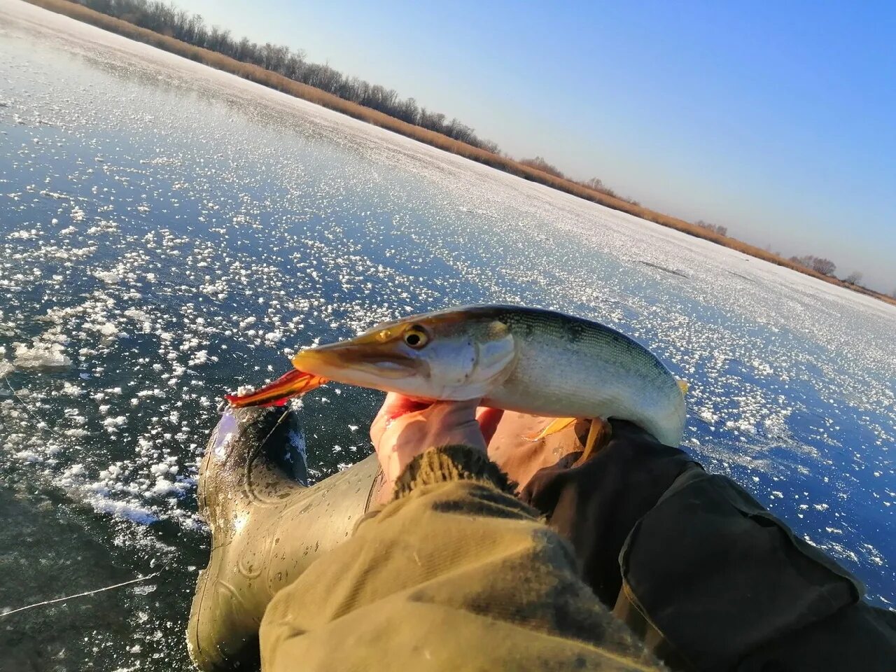 Щука красноярск. Красноярское водохранилище рыбалка. Зимняя рыбалка на Пестовском водохранилище. Ловля на блесну зимой со льда. Зимняя рыбалка на Красноярском водохранилище 2020-2021.