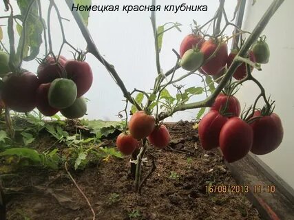 Красная клубника томат описание
