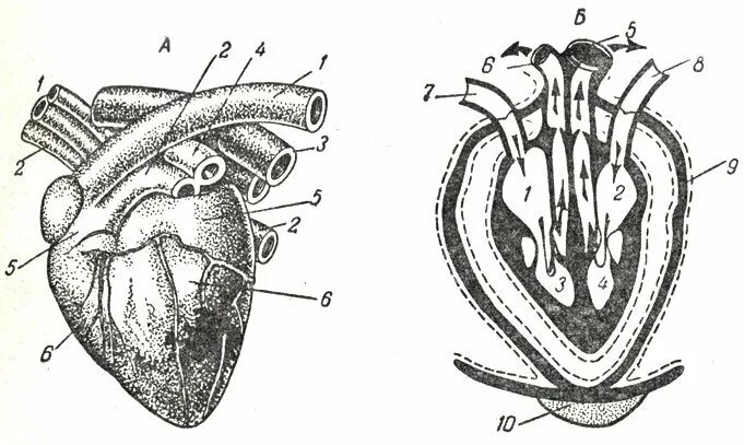Строение сердца собаки анатомия. Строение сердца собаки схема. Сердце кролика строение. Сердце собаки расположено