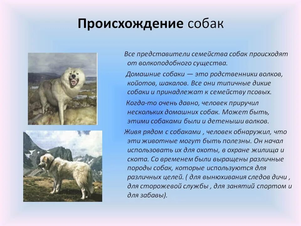 Какая 1 собака была. История происхождения собак. Происхождение пород собак. Собака история происхождения собаки. Теория происхождения собак.