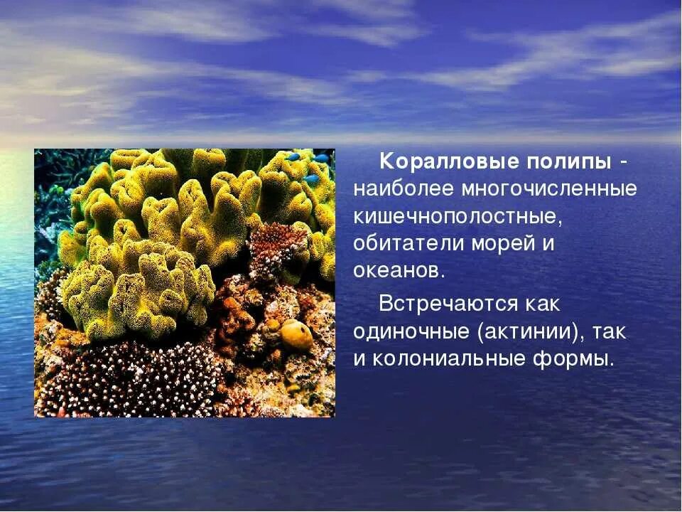 Коралловый полип 7 класс. Колониальные коралловые полипы представители. кишечнополостные класс коралловые полипы. коралловые полипы биология. класс коралловые полипы (anthozoa).