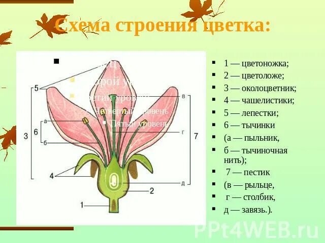 Поперечный срез завязи пестика лилии под микроскопом. Петуния строение цветка. Строение цветка лилейных схема. Петуния строение цветка схема. Семейство Лилейные строение тюльпана.