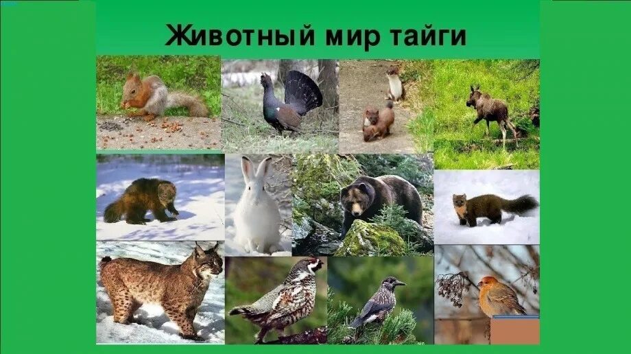 Типичные представители тайги. Тайга европейская часть россии животный мир. обитатели тайги. звери обитающие в тайге. животные сибирской тайги.