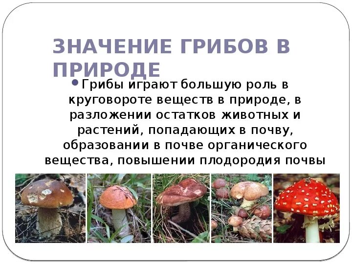 Грибы имеют активный образ жизни. Строение и многообразие грибов. Биология 5 класс царство грибы значение грибов. Грибы презентация. Тема грибов для презентации.