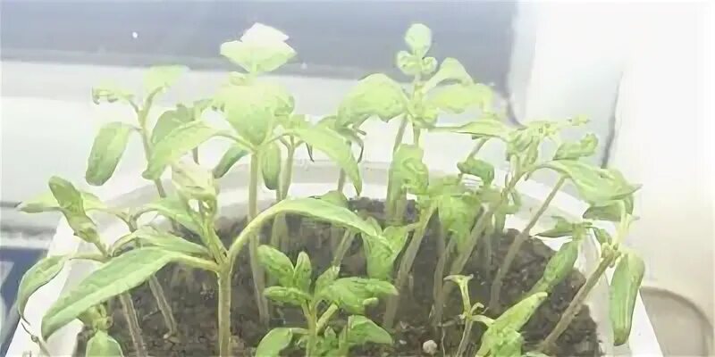 Рассада перцев. Чем подкормить рассаду перцев и баклажан если отваливаются цветы. Рассада помидор засыхает и гибнет. Обморожение рассады помидор. Что такое пикировка рассады помидоров.