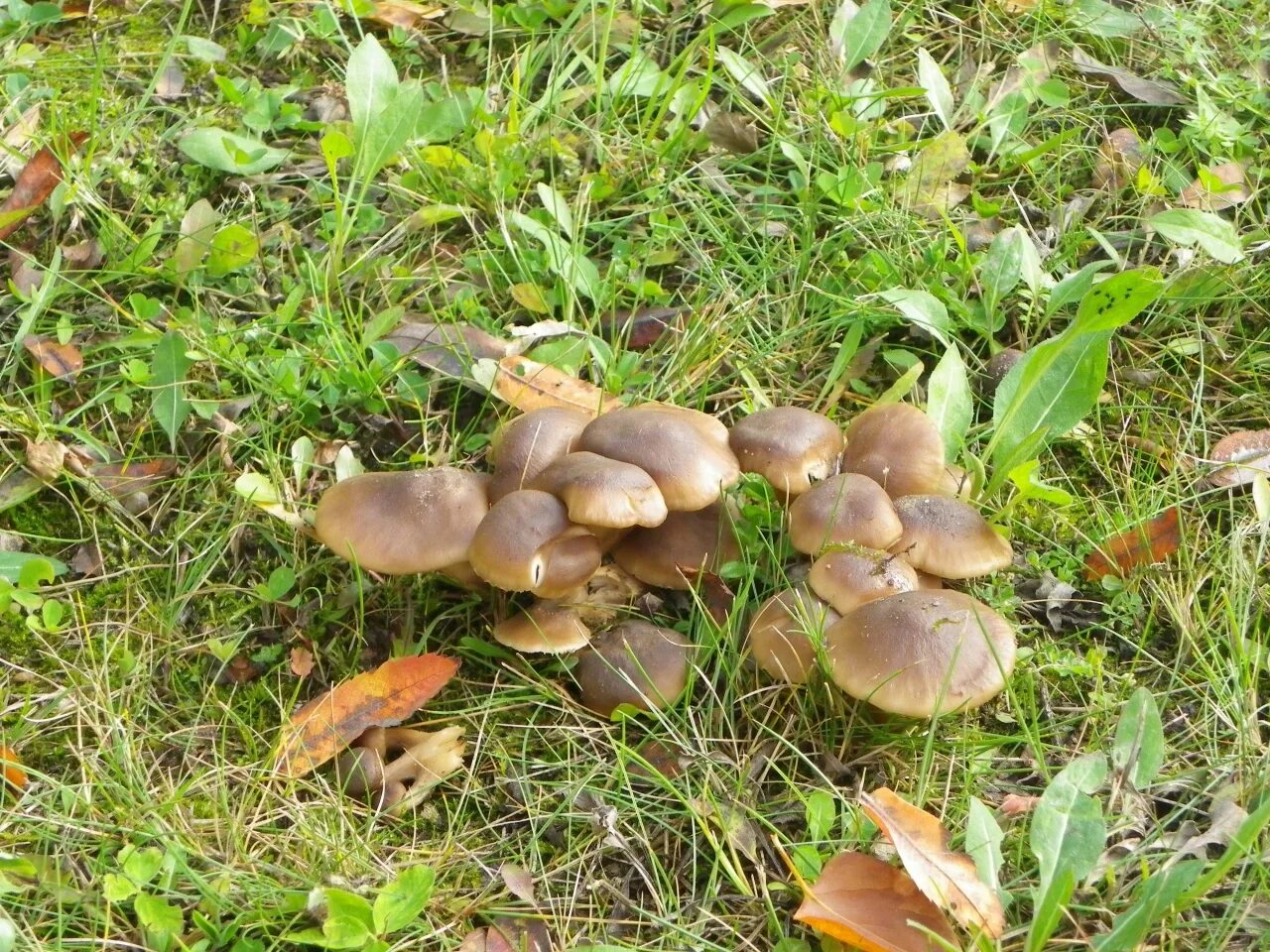 Рядовка землистая, или мышата (Tricholoma terreum)