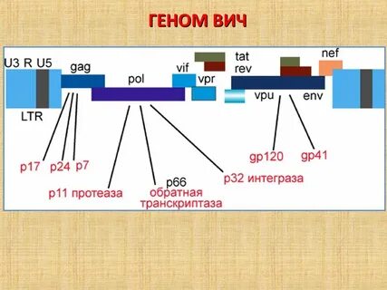 Бывший ген