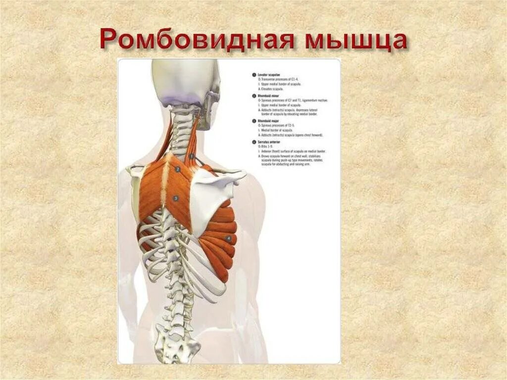 Большая и малая ромбовидные мышцы спины. Ромбовидная мышца спины иннервация. Ромбовидная мышца упражнения. Большая ромбовидная мышца.