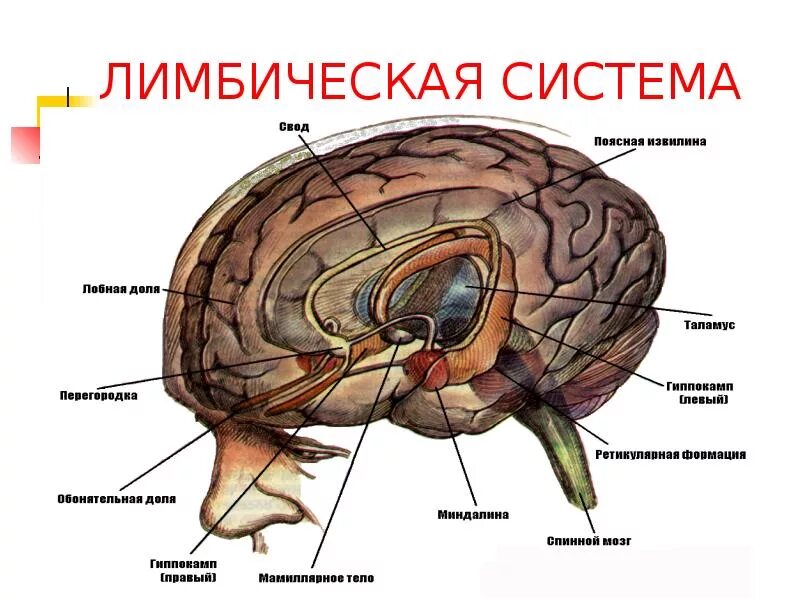 Мозолистое тело лимбическая система. Строение мозга человека лимбическая система. Схема лимбической системы головного мозга. Строение лимбической коры. Лимбический.