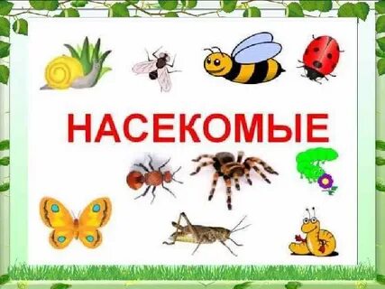 День насекомых
