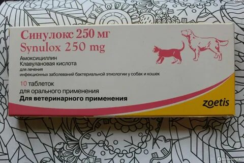 Можно ли котятам давать антибиотики