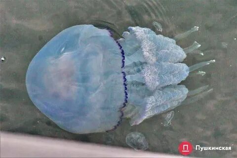 Медуза корнерот развитие с метаморфозом