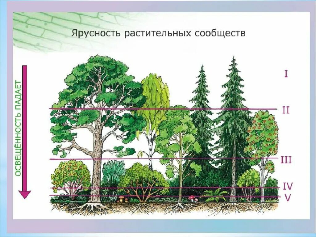 Растительное сообщество имеет. Ярусы леса ярусы леса. Ярусность растительного сообщества. Лесные этажи ярусы лиственного леса. Ярусность растений леса.