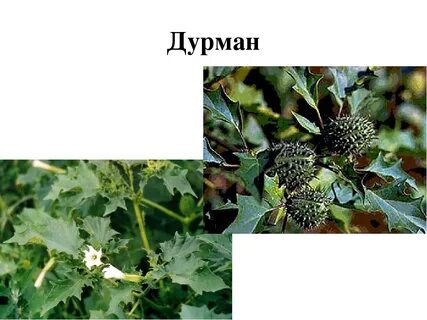 Дурман обыкновенный отравление